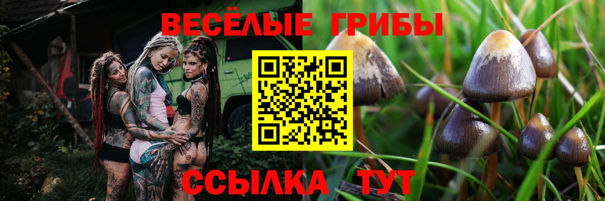 Галлюциногенные грибы прущие грибы  Псилоцибиновые грибы Psilocybine cubensis  Вход с VPN  Заволжье 